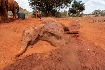 Africa, Kenya, Nairobi, Orphaned baby Elephant (Loxodonta africana) rolls in mud to cool off at...