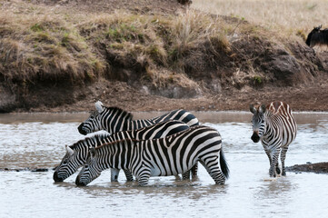 Fototapeta na wymiar Plains zebra (Equus quagga), Masai Mara, Kenya.