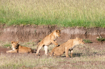Lion (Panthera leo), Masai Mara, Kenya