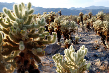 Naklejka na ściany i meble cactus in the desert