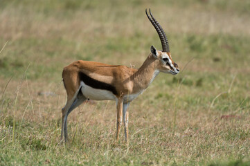 Eland (Taurotragus Oryx), Masai Mara, Kenya.