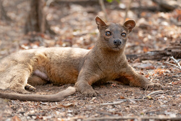 Africa, Madagascar, Kirindy Reserve. A fossa resting in the shade of the forest.