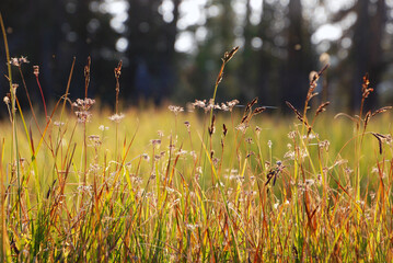 grass in the wind