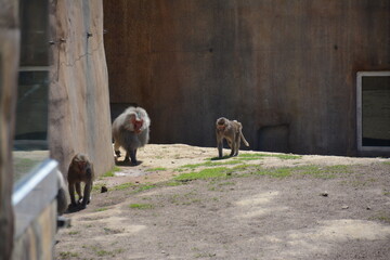 Baboons and monkeys