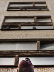 A pompous pigeon sits on the porch of a multi-storey apartment building and looks into the camera.