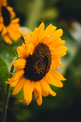 Close-up of a yellow sunflower. Shallow depth of field. Sun shining on the petals