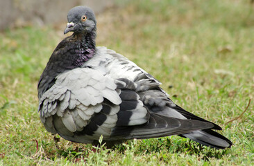 A shabby pigeon after a fight on a green lawn in a city park.