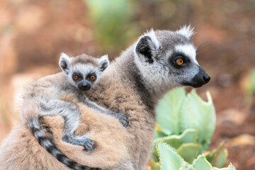Fototapeta premium Africa, Madagascar, Anosy, Berenty Reserve. A baby ring-tailed lemur clinging to its mother's back.