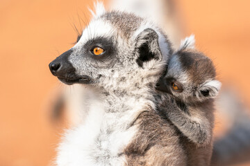 Fototapeta premium Africa, Madagascar, Anosy, Berenty Reserve. A baby ring-tailed lemur clinging to its mother's back.