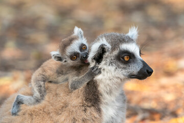 Fototapeta premium Africa, Madagascar, Anosy, Berenty Reserve. A baby ring-tailed lemur chewing on its mother's ear while riding on her back.