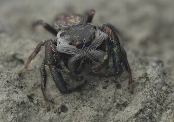 Jumping Spider in Nature