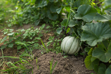 Ripe organic melon on the ground in green house of an organic farming.