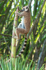 Africa, Madagascar, Anosy, Berenty Reserve. Ring-tailed lemur trying to access the soft inner part of the sisal bloom.