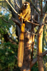 Obraz premium Africa, Madagascar, Anosy, Berenty Reserve. A female red-fronted brown lemur sitting high in a tree.