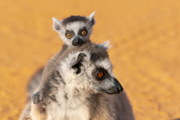 Africa, Madagascar, Anosy, Berenty Reserve. Ring-tailed lemur, Lemur catta. Portrait of a female and baby.