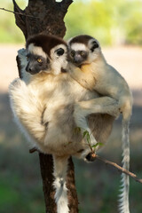 Africa, Madagascar, Anosy, Berenty Reserve. A female sifaka clinging to a tree while its baby holds on to the mother's back.