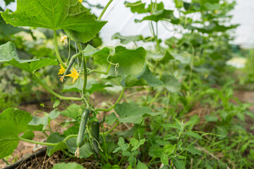 Organic cucumbers and cucumber flowers in a green house of a organic farm.