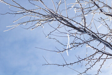 Icicles on a fruit tree with beautiful blue sky. In the process of melting