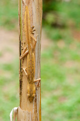 Africa, Madagascar, Marozevo, Peyrieras Reptile Reserve. A lined leaf-tailed gecko blending into its environment.