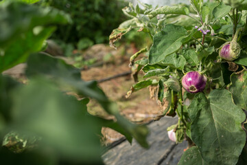 Obraz na płótnie Canvas Organic eggplants on its branch in a green house of an organic farm.