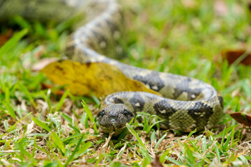 Africa, Madagascar, Marozevo, Peyrieras Reptile Reserve. A Madagascar ground boa moves in the grass.