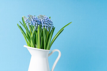 Bouquet of spring flowers Muscari in white jug, on light blue background. Place for your text.