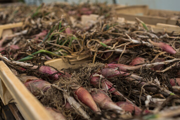 Organic shallots just after harvest in a green storage house of an organic farm.