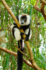 Africa, Madagascar, Lake Ampitabe, Akanin'ny nofy Reserve. A black-and-white ruffed lemur is curious and watching everything.