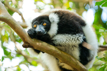 Africa, Madagascar, Lake Ampitabe, Akanin'ny nofy Reserve. A black-and-white ruffed lemur resting on a tree branch.