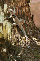 Africa, Madagascar, Lake Ampitabe, Akanin'ny nofy Reserve. A Merrem's Madagascar swift resting at the base of a tree.