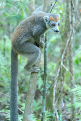 Africa, Madagascar, Lake Ampitabe, Akanin'ny nofy Reserve. Female crowned lemur has a gray head and body with a rufous crown.