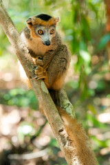 Africa, Madagascar, Lake Ampitabe, Akanin'ny nofy Reserve. Male crowned lemur has a black head with a more rufous body and a large rufous crown.