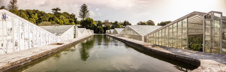 Pineapple plantation, greenhouse, Sao Miguel, Azores islands, unique culture.