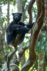 Africa, Madagascar, Lake Ampitabe, Akanin'ny nofy Reserve. Indri, the largest lemur sitting on a twining vine. This individual has a darker coat than some.