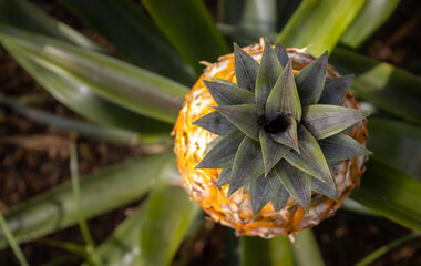 Pineapple plantation, greenhouse, Sao Miguel, Azores islands, unique culture.