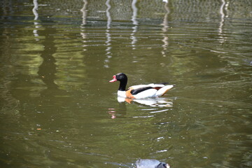 Duck in Pond