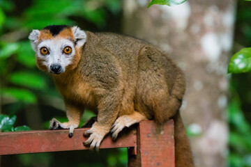 Madagascar, Ankarana, Ankarana Reserve. Crowned lemur. Young male lemur looks out of the forest.
