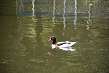 Duck in Pond