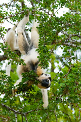 Obraz premium Madagascar, Berenty, Berenty Reserve. Verreaux's sifaka hanging upside-down, eating leaves in a tree.