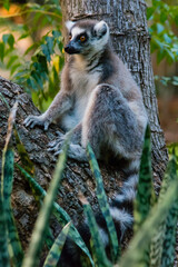 Madagascar, Berenty, Berenty Reserve. Ring-tailed lemur in a tree.