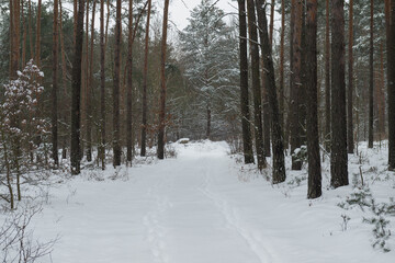 Sosnowy las w śnieżny, zimowy dzień.  © boguslavus