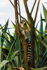 Madagascar, Berenty, Berenty Reserve. Ring-tailed lemur in a tree.