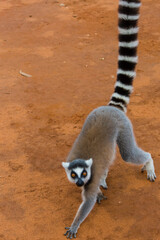Madagascar, Berenty, Berenty Reserve. Ring-tailed lemur walking.