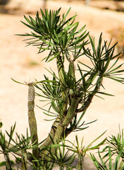 Beautiful Senecio Anteuphorbium flowers in the garden