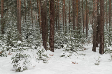 Sosnowy las w śnieżny, zimowy dzień.  © boguslavus