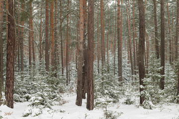 Sosnowy las w śnieżny, zimowy dzień.
 - obrazy, fototapety, plakaty