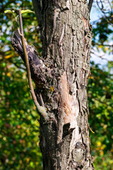 Old bark on a tree
