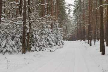 Sosnowy las w śnieżny, zimowy dzień.  © boguslavus