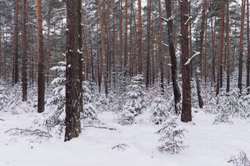 Sosnowy las w śnieżny, zimowy dzień.  © boguslavus