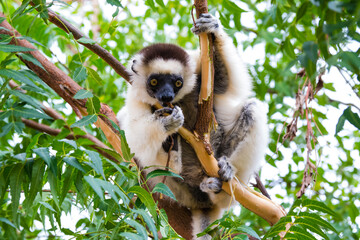 Madagascar, Berenty, Berenty Reserve. Verreaux's sifaka stripping bark off a tree and eating it.